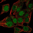 Immunofluorescent staining of human cell line Hep G2 shows localization to nucleoplasm & the Golgi apparatus.