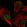 Anti-BIRC7 Antibody