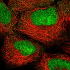 Immunofluorescent staining of human cell line HEK 293 shows localization to nucleus.