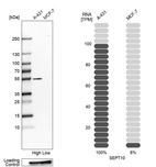 Anti-SEPT10 Antibody