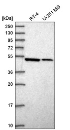 Anti-SEPT10 Antibody