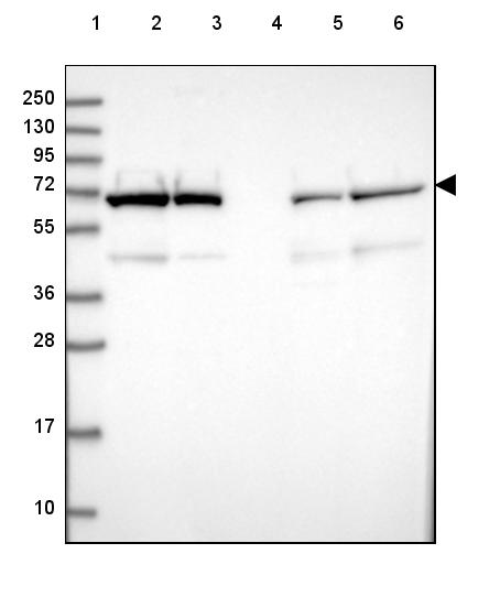 Anti-LMNB2 Antibody