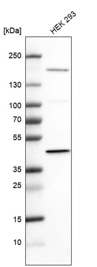 Western blot analysis in human cell line HEK 293.