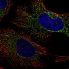Immunofluorescent staining of human cell line HeLa shows localization to mitochondria.