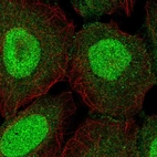 Immunofluorescent staining of human cell line U-2 OS shows localization to nucleus & cell junctions.