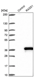 Western blot analysis in control (vector only transfected HEK293T lysate) and RASD1 over-expression lysate (Co-expressed with a C-terminal myc-DDK tag (~3.1 kDa) in mammalian HEK293T cells, LY414190).