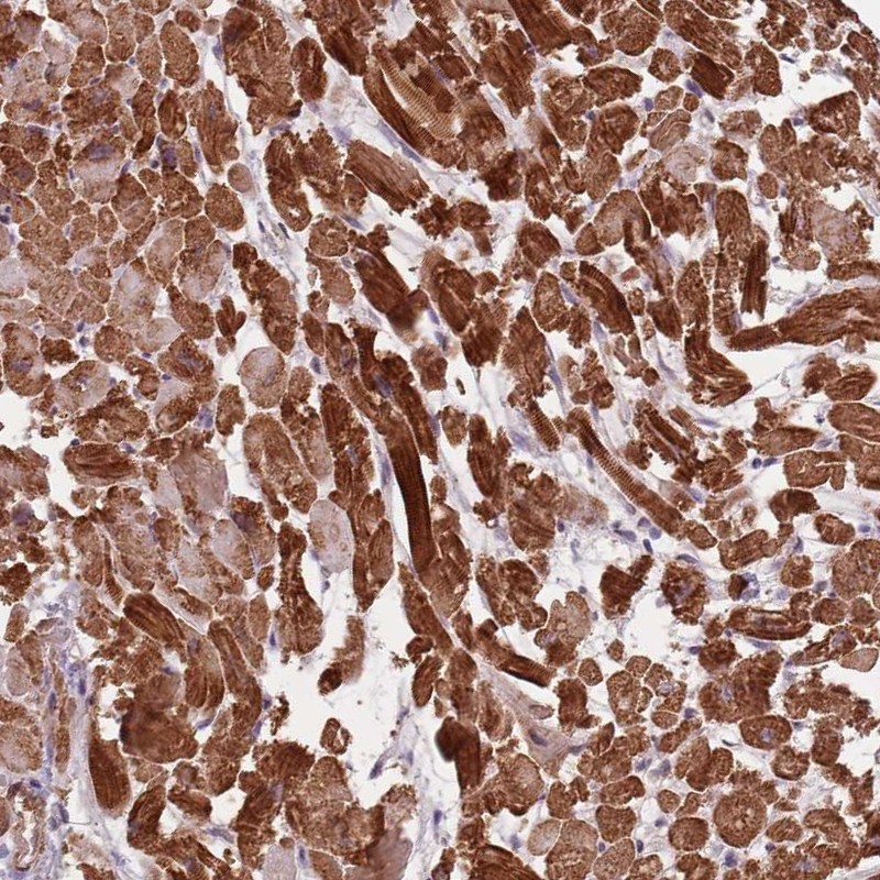 Anti-PPP1R14C Antibody