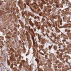 Anti-PPP1R14C Antibody