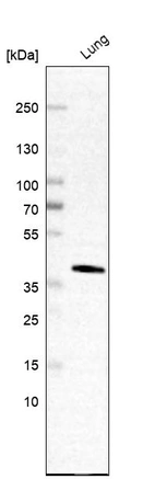Anti-JAML Antibody