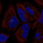 Anti-PCLAF Antibody