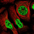 Immunofluorescent staining of human cell line U-2 OS shows localization to nucleoplasm.