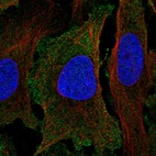 Anti-PER1 Antibody