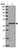 Anti-PRPF18 Antibody