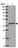 Anti-PRPF18 Antibody