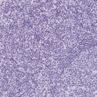 Immunohistochemical staining of human tonsil shows no positivity in non-germinal center cells as expected.