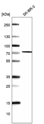 Western blot analysis in human cell line SK-BR-3.