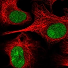 Immunofluorescent staining of human cell line U-2 OS shows localization to nucleus & nucleoli.