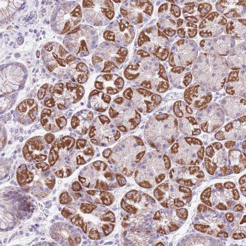 Anti-MOCOS Antibody