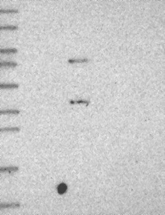 Anti-C5AR1 Antibody