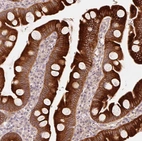 Immunohistochemical staining of human small intestine shows strong granular cytoplasmic positivity in glandular cells.