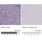 Anti-FCRL3 Antibody
