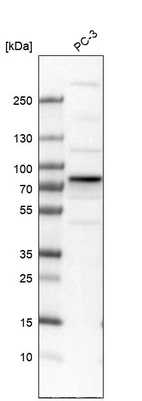Western blot analysis in human cell line PC-3.