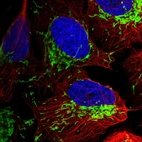 Immunofluorescent staining of human cell line U-2 OS shows localization to mitochondria.