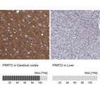 Anti-PRRT2 Antibody