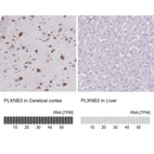 Anti-PLXNB3 Antibody