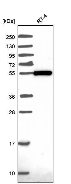 Anti-ZBTB46 Antibody