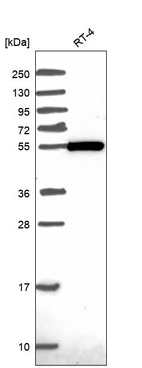 Anti-ZBTB46 Antibody