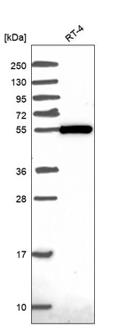Anti-ZBTB46 Antibody