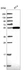 Anti-ZBTB46 Antibody