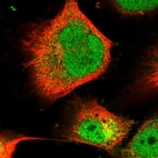 Immunofluorescent staining of human cell line U-251 MG shows localization to nucleoplasm & cytosol.