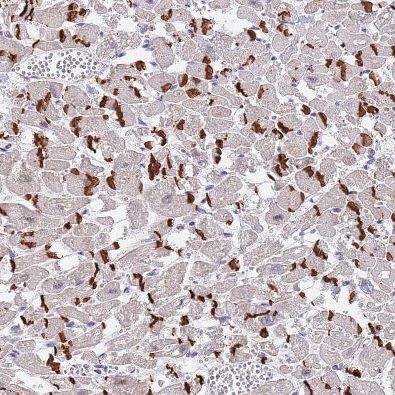 Anti-MUM1 Antibody