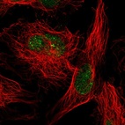 Immunofluorescent staining of human cell line U-251 MG shows localization to nucleus & nuclear bodies.