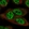 Anti-SCAPER Antibody