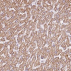Anti-ZNF584 Antibody