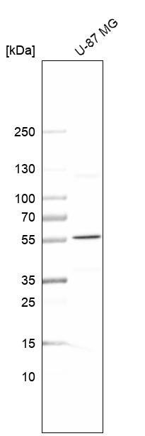 Anti-SPTLC3 Antibody