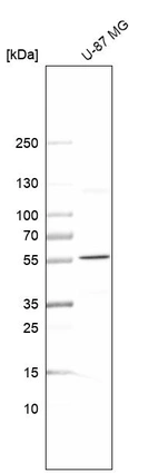 Anti-SPTLC3 Antibody