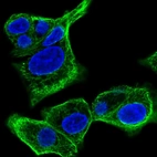 Immunofluorescent staining of human cell line Hep G2 shows localization to microtubules.