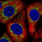 Immunofluorescent staining of human cell line MCF7 shows localization to mitochondria.