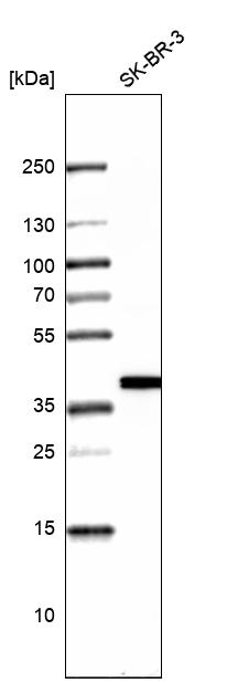 Anti-TALDO1 Antibody