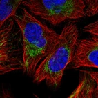Immunofluorescent staining of human cell line U-2 OS shows localization to mitochondria.