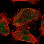 Immunofluorescent staining of human cell line U-251 MG shows localization to nucleoplasm.