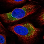 Immunofluorescent staining of human cell line U-2 OS shows localization to cytosol.