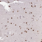Anti-ARL14EP Antibody