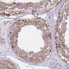 Immunohistochemical staining of human testis shows moderate cytoplasmic positivity in cells in seminiferous ducts.