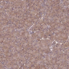Immunohistochemical staining of human pancreas shows moderate cytoplasmic positivity in exocrine glandular cells.