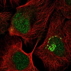 Immunofluorescent staining of human cell line U-2 OS shows localization to nucleus & the Golgi apparatus.
